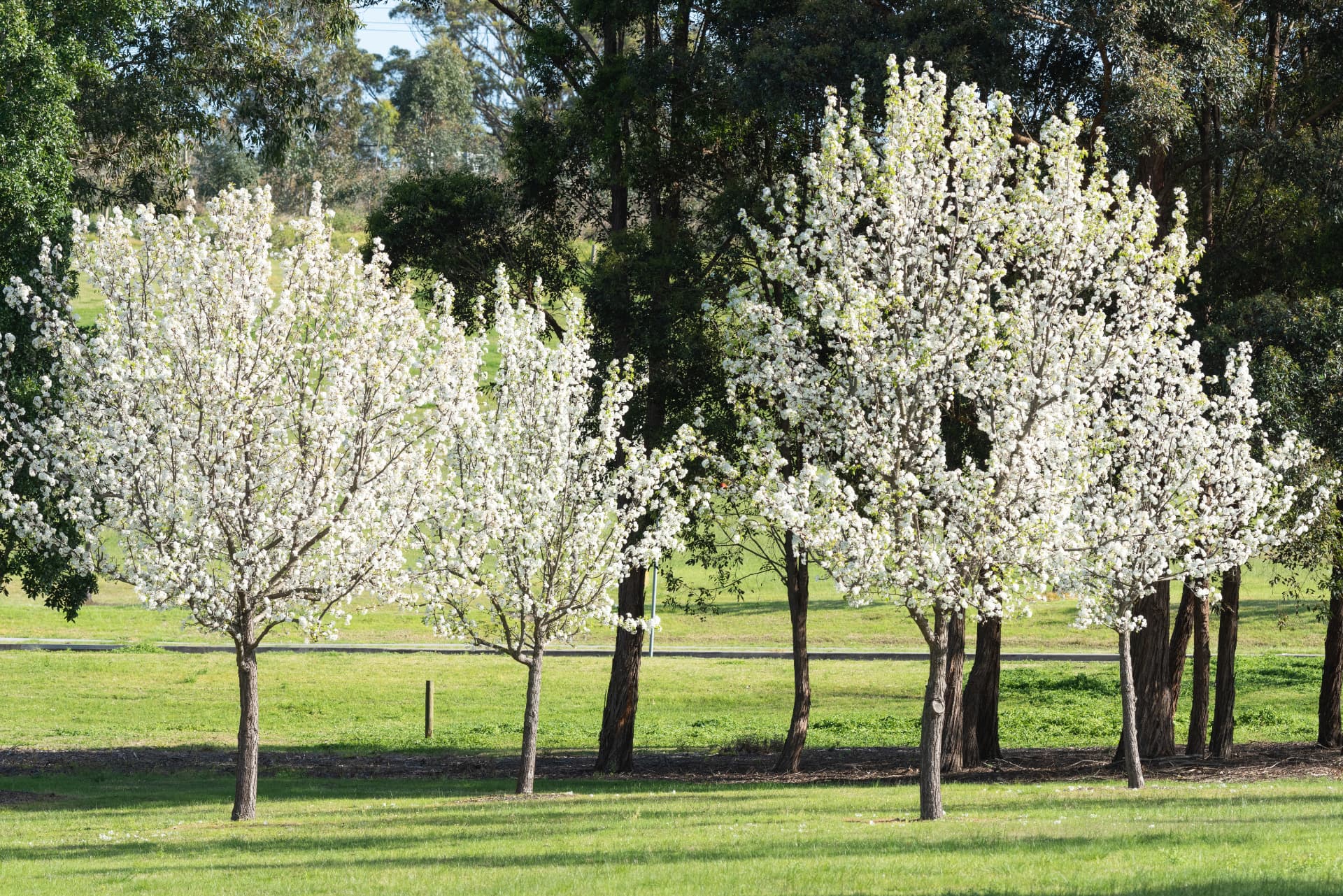 White blossom trees in flower across a Macarthur Heights park